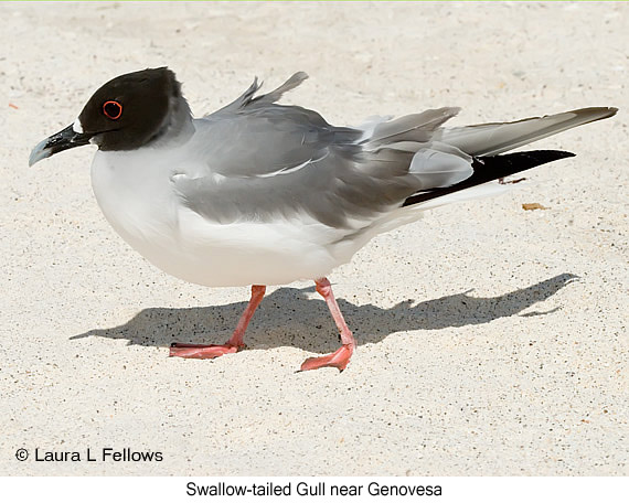 Swallow-tailed Gull - © James F Wittenberger and Exotic Birding LLC