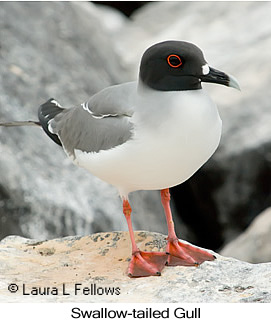 Swallow-tailed Gull - © Laura L Fellows and Exotic Birding LLC Swallow-tailed Gull - © Laura L Fellows and Exotic Birding LLC