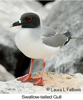 Swallow-tailed Gull - © Laura L Fellows and Exotic Birding LLC Swallow-tailed Gull - © Laura L Fellows and Exotic Birding LLC