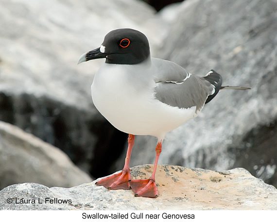 Swallow-tailed Gull - © Laura L Fellows and Exotic Birding LLC