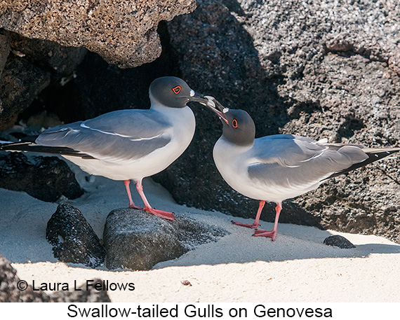 Swallow-tailed Gull - © James F Wittenberger and Exotic Birding LLC