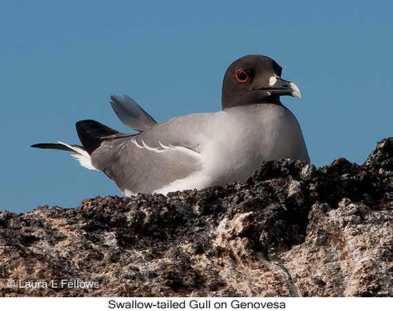 Swallow-tailed Gull - © James F Wittenberger and Exotic Birding LLC