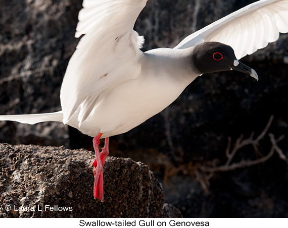 Swallow-tailed Gull - © James F Wittenberger and Exotic Birding LLC