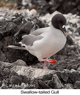 Swallow-tailed Gull - © Laura L Fellows and Exotic Birding LLC Swallow-tailed Gull - © Laura L Fellows and Exotic Birding LLC