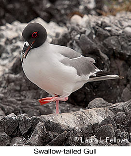 Swallow-tailed Gull - © Laura L Fellows and Exotic Birding LLC Swallow-tailed Gull - © Laura L Fellows and Exotic Birding LLC