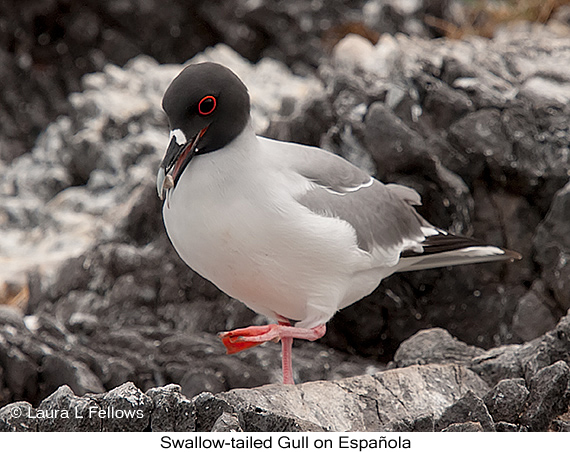 Swallow-tailed Gull - © Laura L Fellows and Exotic Birding LLC