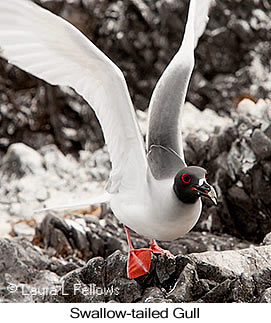 Swallow-tailed Gull - © Laura L Fellows and Exotic Birding LLC Swallow-tailed Gull - © Laura L Fellows and Exotic Birding LLC