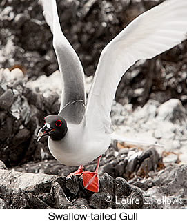 Swallow-tailed Gull - © Laura L Fellows and Exotic Birding LLC Swallow-tailed Gull - © Laura L Fellows and Exotic Birding LLC