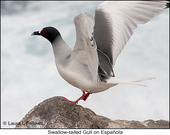 Swallow-tailed Gull - © James F Wittenberger and Exotic Birding LLC