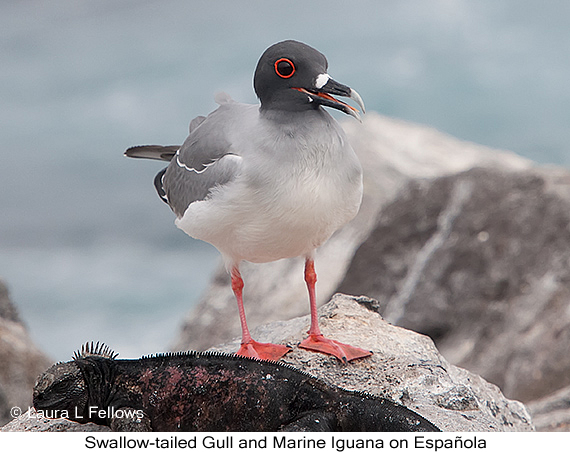 Swallow-tailed Gull - © James F Wittenberger and Exotic Birding LLC