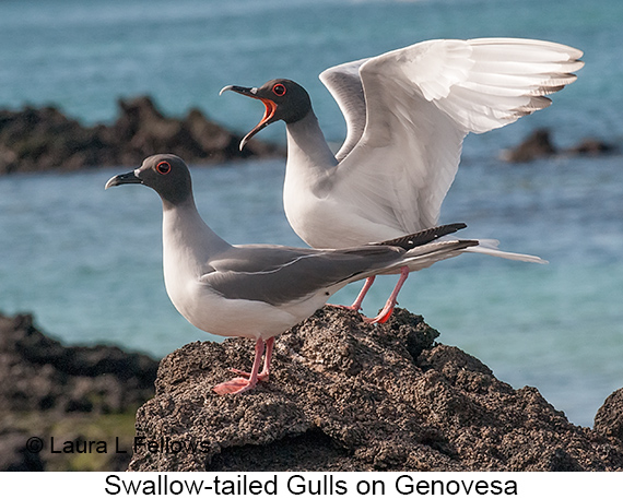 Swallow-tailed Gull - © James F Wittenberger and Exotic Birding LLC