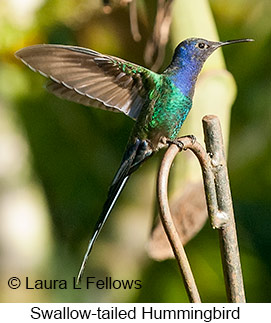 Swallow-tailed Hummingbird - © Laura L Fellows and Exotic Birding LLC