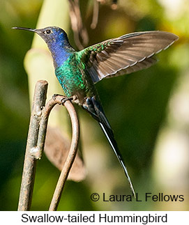 Swallow-tailed Hummingbird - © Laura L Fellows and Exotic Birding LLC