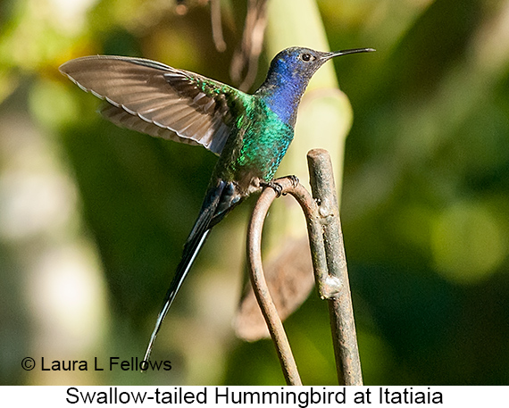 Swallow-tailed Hummingbird - © Laura L Fellows and Exotic Birding LLC