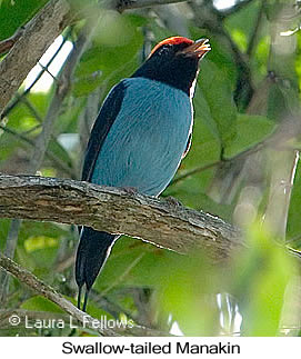Swallow-tailed Manakin - © Laura L Fellows and Exotic Birding LLC