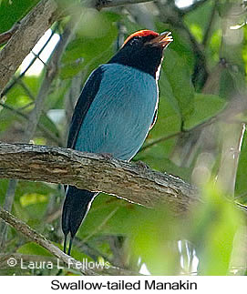 Swallow-tailed Manakin - © Laura L Fellows and Exotic Birding LLC Swallow-tailed Manakin - © Laura L Fellows and Exotic Birding LLC