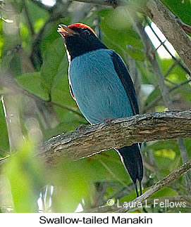 Swallow-tailed Manakin - © Laura L Fellows and Exotic Birding LLC