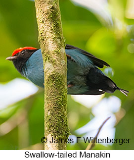 Swallow-tailed Manakin - © James F Wittenberger and Exotic Birding LLC