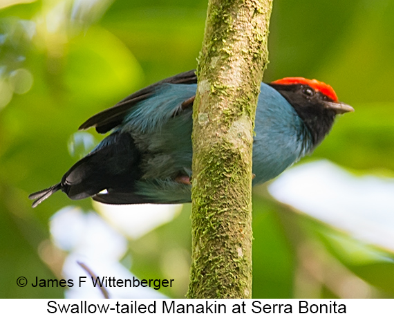 Swallow-tailed Manakin - © James F Wittenberger and Exotic Birding LLC
