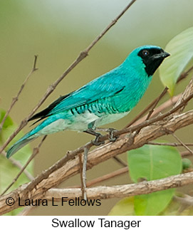 Swallow Tanager - © Laura L Fellows and Exotic Birding LLC