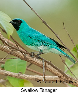 Swallow Tanager - © Laura L Fellows and Exotic Birding LLC