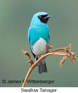 Swallow Tanager - © James F Wittenberger and Exotic Birding LLC