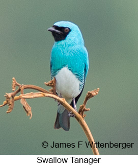 Swallow Tanager - © James F Wittenberger and Exotic Birding LLC