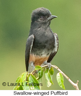 Swallow-winged Puffbird - © Laura L Fellows and Exotic Birding LLC