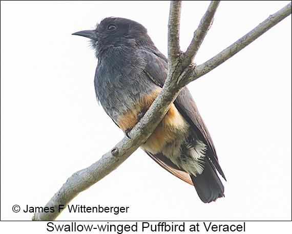 Swallow-winged Puffbird - © James F Wittenberger and Exotic Birding LLC