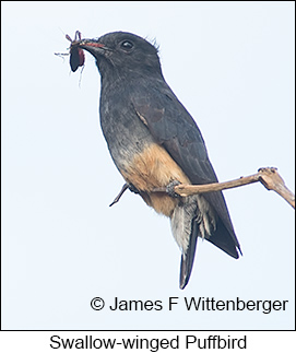 Swallow-winged Puffbird - © James F Wittenberger and Exotic Birding LLC