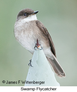 Swamp Flycatcher - © James F Wittenberger and Exotic Birding LLC