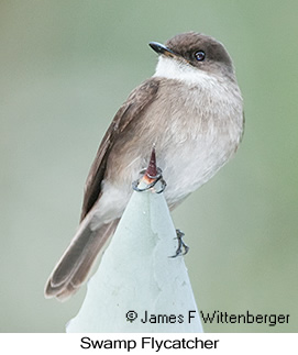 Swamp Flycatcher - © James F Wittenberger and Exotic Birding LLC Swamp Flycatcher - © James F Wittenberger and Exotic Birding LLC