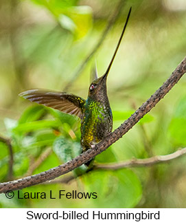 Sword-billed Hummingbird - © Laura L Fellows and Exotic Birding LLC