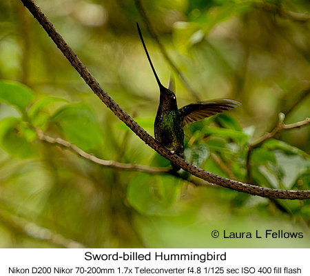 Sword-billed Hummingbird - © Laura L Fellows and Exotic Birding Tours