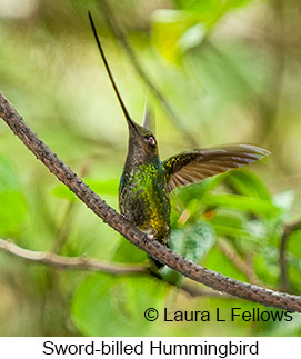 Sword-billed Hummingbird - © Laura L Fellows and Exotic Birding Tours