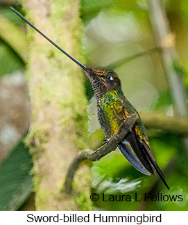 Sword-billed Hummingbird - &copy; Laura L Fellows and Exotic Birding Tours