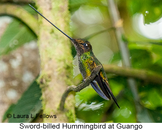 Sword-billed Hummingbird - © Laura L Fellows and Exotic Birding LLC