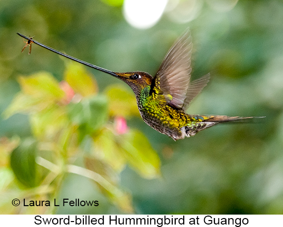 Sword-billed Hummingbird - © James F Wittenberger and Exotic Birding LLC