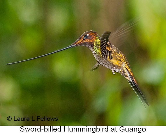 Sword-billed Hummingbird - © James F Wittenberger and Exotic Birding LLC