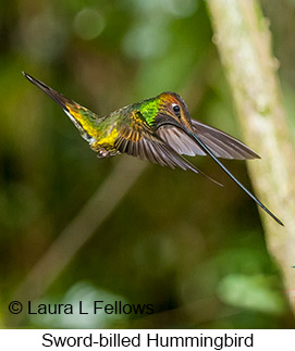 Sword-billed Hummingbird - © Laura L Fellows and Exotic Birding Tours