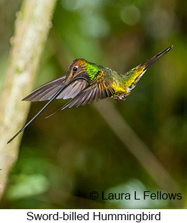 Sword-billed Hummingbird - © Laura L Fellows and Exotic Birding LLC