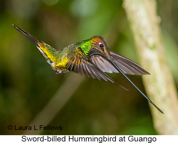 Sword-billed Hummingbird - © Laura L Fellows and Exotic Birding LLC