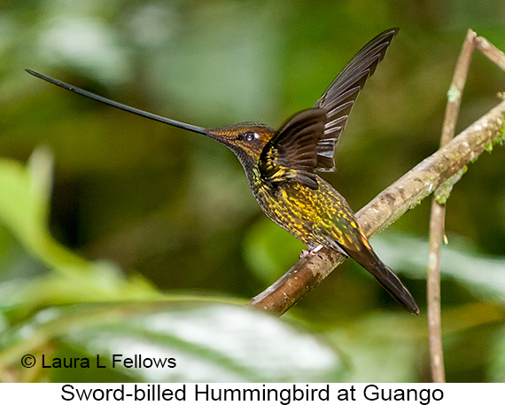 Sword-billed Hummingbird - © James F Wittenberger and Exotic Birding LLC