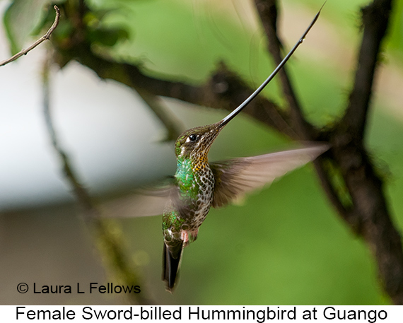 Sword-billed Hummingbird - © James F Wittenberger and Exotic Birding LLC