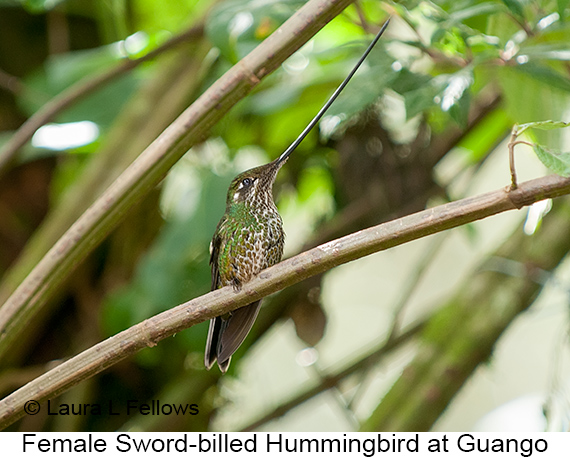 Sword-billed Hummingbird - © The Photographer and Exotic Birding LLC