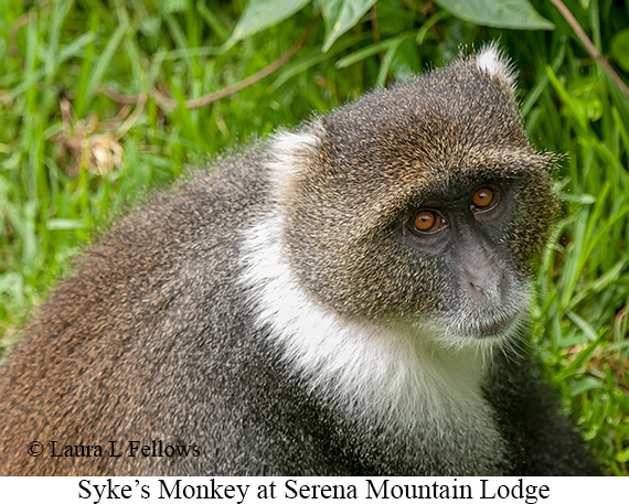 Syke's Monkey - © James F Wittenberger and Exotic Birding LLC