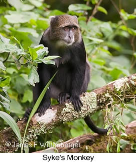 Syke's Monkey - © James F Wittenberger and Exotic Birding LLC Syke's Monkey - © James F Wittenberger and Exotic Birding LLC