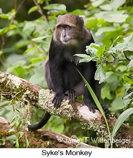 Syke's Monkey - &copy; James F Wittenberger and Exotic Birding LLC