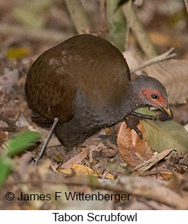 Tabon Scrubfowl - &copy; James F Wittenberger and Exotic Birding LLC