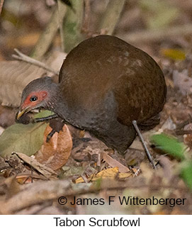 Tabon Scrubfowl - © James F Wittenberger and Exotic Birding LLC